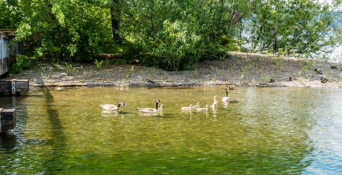 Young Geese Paddling With Momns 3