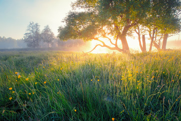 Fond d& 39 été. Nature estivale tôt le matin. Brume colorée dans la lumière du soleil du matin sur le pré. Le soleil brille à travers l& 39 arbre sur les fleurs sauvages.
