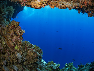 Coral growth on an underwater cave