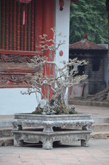 bonsai vietnam