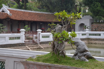 bonsai vietnam