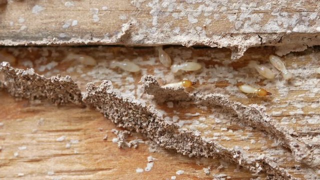 4k Close up shot, macro white ants or termites on decomposing wood. As an enemy of wooden houses as well.
