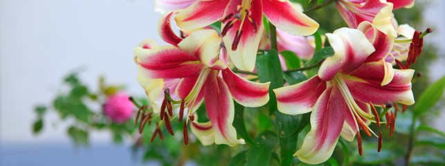 Lily flowers isolated .