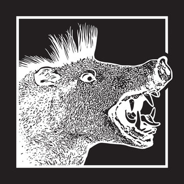 Screaming boar in graphic engraving style isolated on black background.
Vector illustration of a head of wild pig. Open mouth with fangs and tongue - symbol of aggression and danger during a hunting.