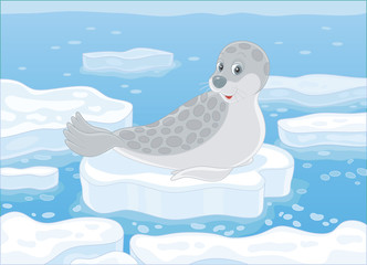 Spotted grey seal on a drifting ice floe in a polar sea, vector illustration in a cartoon style © Alexey Bannykh