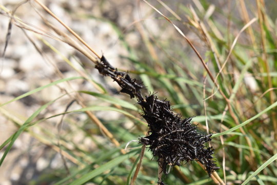 Closeup of many black grasshoppers on a blade of grass