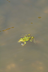 frosch im wasser