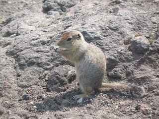 Камчатка. Еврашка.