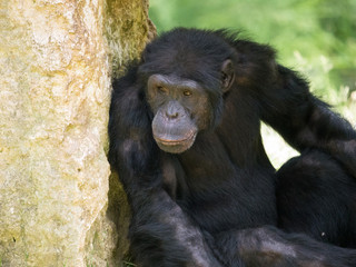 Chimpanzé à dos argenté
