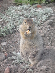 Камчатка. Еврашка.