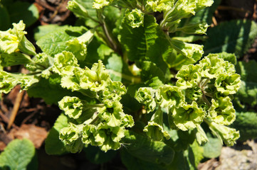 Primula francesca green flowers