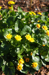 Ranunculus ficaria collarette yellow flowers