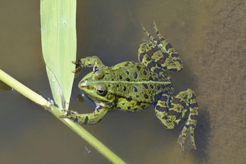 frosch im wasser