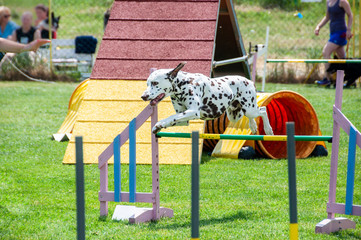 Dalmatian dog on agility field for dogs,  training and competing,  jumping over obstacles,  crossing over balance ramp,  passing through the tunnel,  running slalom ... 
