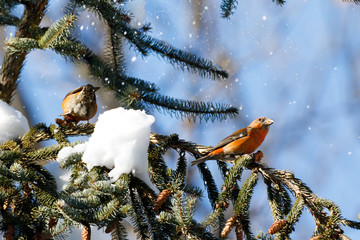 Crossbill (Loxia curvirostra).