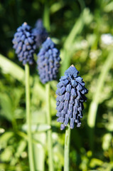 Muscari latifolium or broad-leaved grape hyacinth green flowers