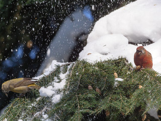 Crossbill (Loxia curvirostra).