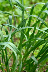 Garlic chives (Allium tuberosum) plant growing in an urban garden