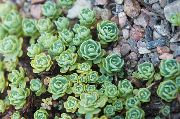 Green sedum pachyclados succulent plant on rocks