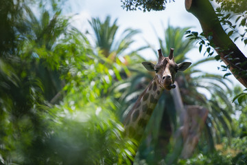 Hidden in palms giraffe shows tongue