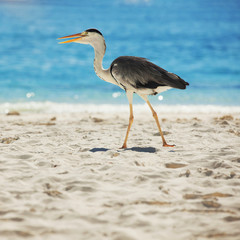Grey Heron on the tropical beach. White sand and crystal-blue sea. Ocean water nature, beach relax. Summer sea vacation. Bird on Maldives beach background. Sunrise
