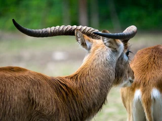 No drill roller blinds Antelope Antilope