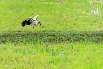 Bird in grass field
