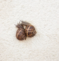 escargots petits gris,sur mur blanc