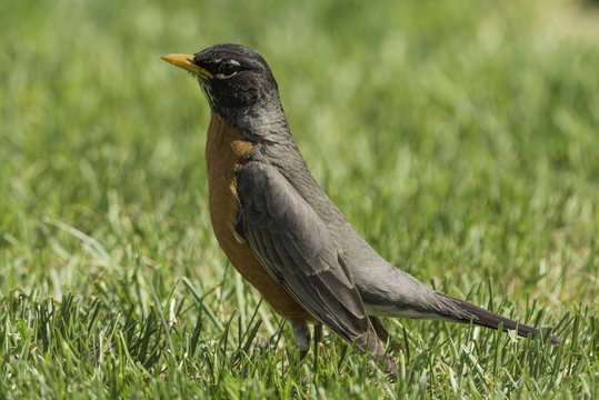 Robin hunting in the grass..