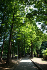 新緑の公園の遊歩道（千葉県・鎌ケ谷市）