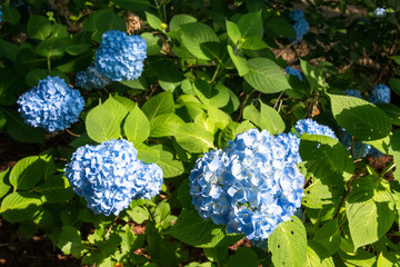 青いアジサイ（千葉県・鎌ヶ谷市）