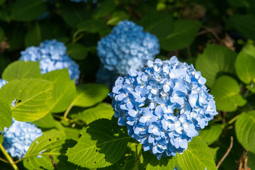 青いアジサイ（千葉県・鎌ヶ谷市）