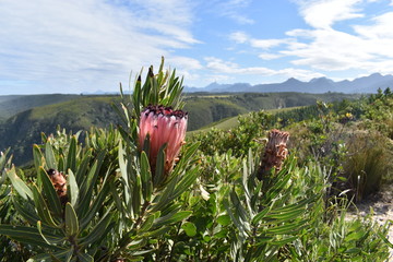 Mountainous Landscape with the beautiful beach and pink King Proteas in front at Tsitsikamma...