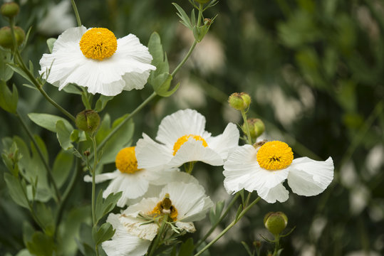 Details of California tree poppy flowers - Powered by Adobe