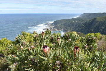 Mountainous Landscape with the beautiful beach and pink King Proteas in front at Tsitsikamma National Park in South Africa