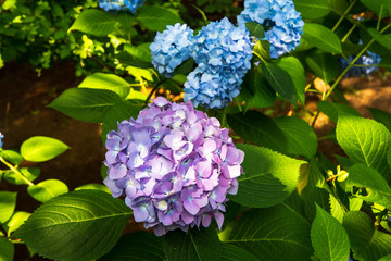 紫のアジサイ（千葉県・鎌ヶ谷市）