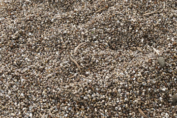 Sea shells on sand as background