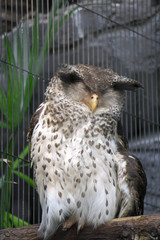 マレーワシミミズク