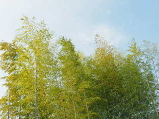 Fototapeta premium 青空と竹林