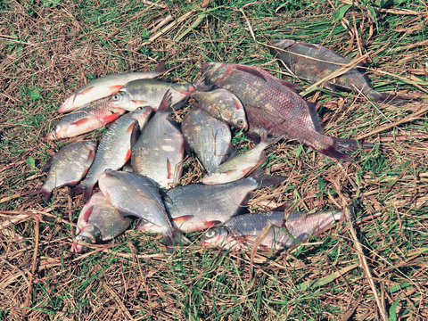 Several just taken from the water freshwater common bream known as bronze bream or carp bream (Abramis brama) and white bream or silver fish known as blicca bjoerkna on natural background.