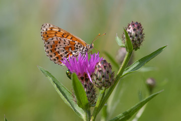 farfalla sopra un fiore