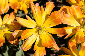 Fototapeta premium yellow-orange tulip
