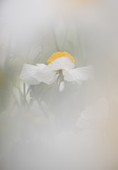 Obraz premium Details of California tree poppy flowers
