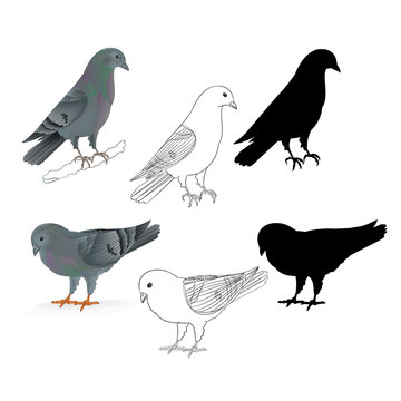 Pigeons Carriers  domestic breeds sports birds natural and outline and silhouette vintage  set set four vector  animals illustration for design editable hand draw