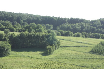 green forest and tree landscape