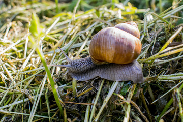 snail in the garden on the grass