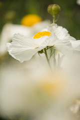 Details of California tree poppy flowers