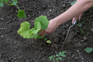 Gartenarbeit mit Schaufel und Hand