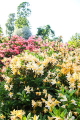 Rhododendron plant fragrant beautiful flowers blooming in spring park.