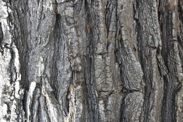 corteccia di albero